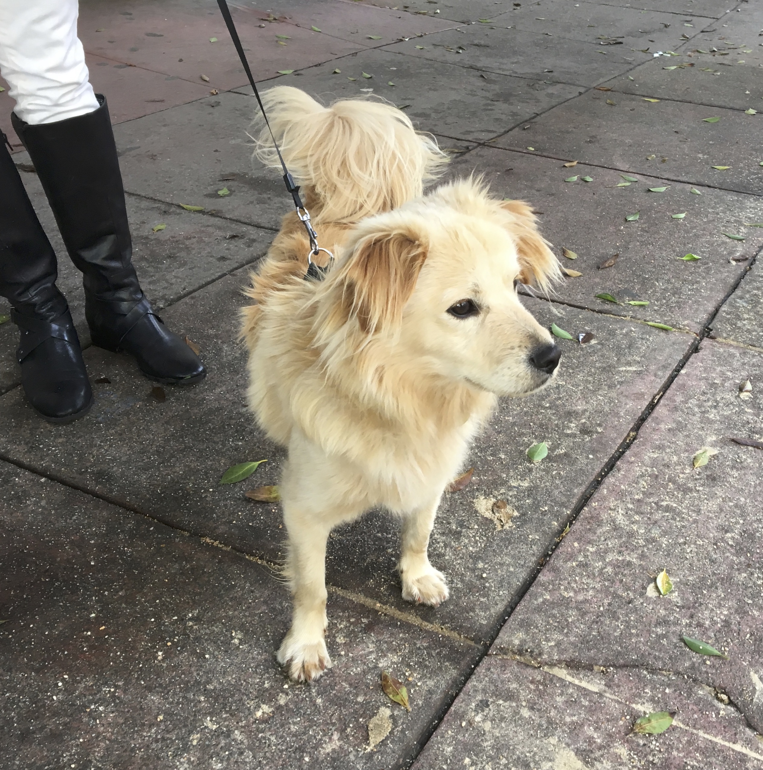 Dog Of The Day The Golden Retriever Tibetan Spaniel Mix With No Name The Dogs Of San Francisco