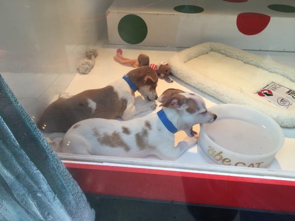 Two Jack Russel Mix Puppies In A Store Window Display