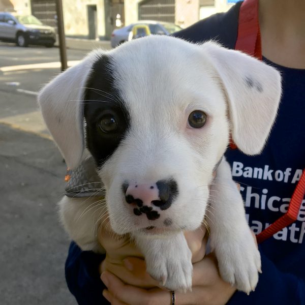 Adorable Little Black And White Puppy Staring Into The Camera