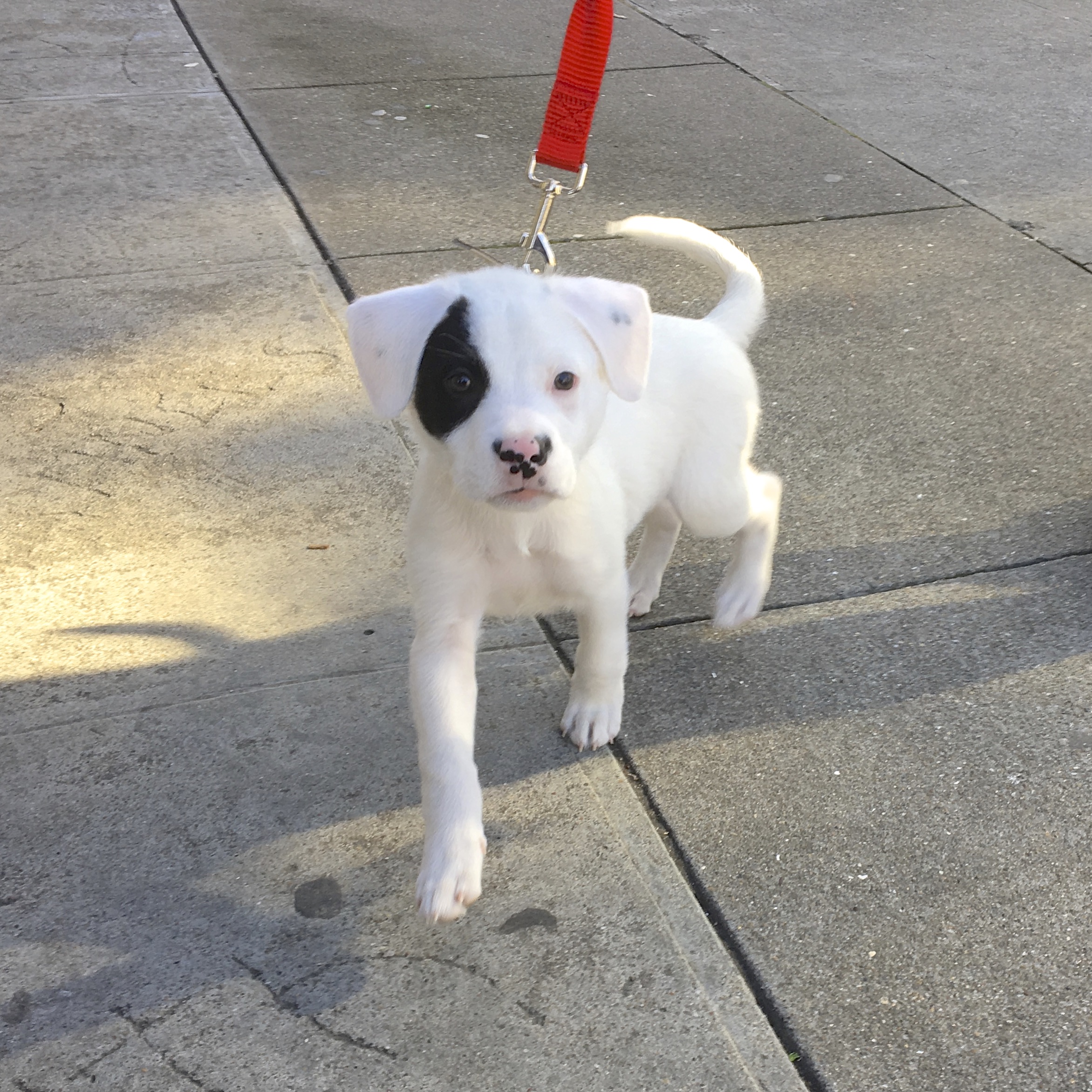 Adorable Little Black And White Puppy On Red Leash