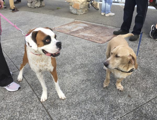 Boxer Looking Completely Insane Next To Basset Hound Labrador Retriever Mix Looking Cool And Collected