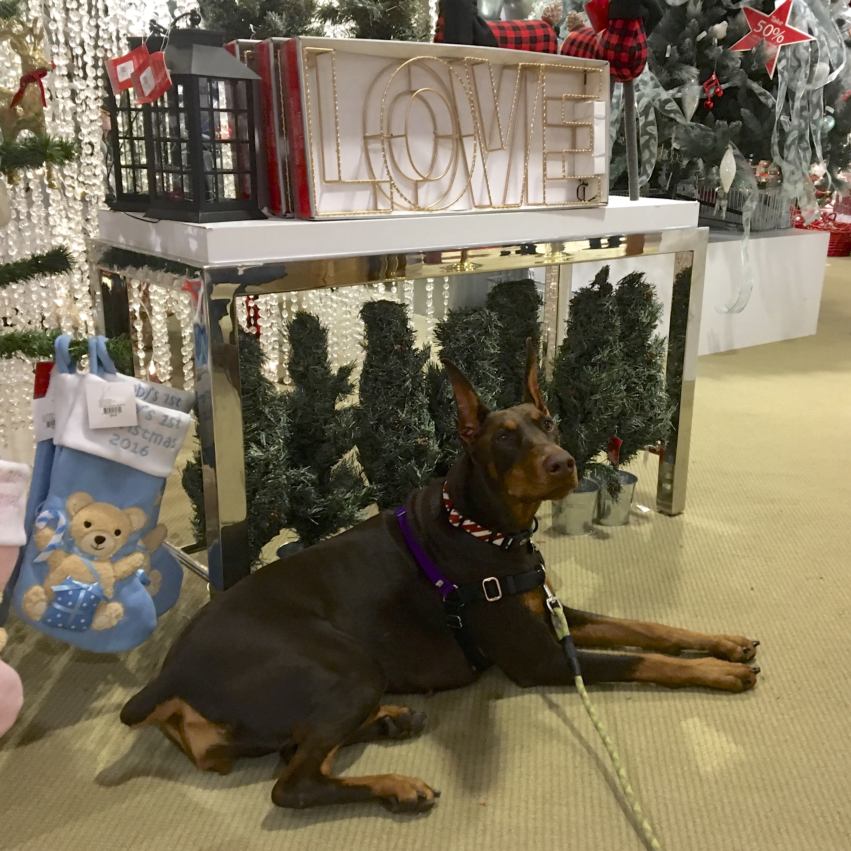 Doberman Pinscher Posing In Front Of Holiday Display
