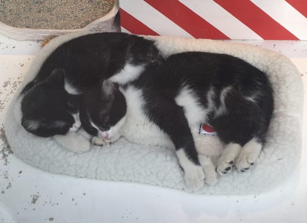 Two Tuxedo Kittens Lying On A Cat Bed In A Macy's Department Store Window In San Francisco