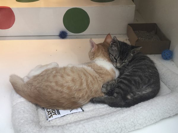 Two Kittens Cuddled Up On A Cat Bed