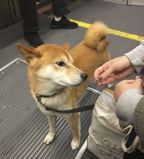 Shiba Inu On A Bus Sniffing A Treat