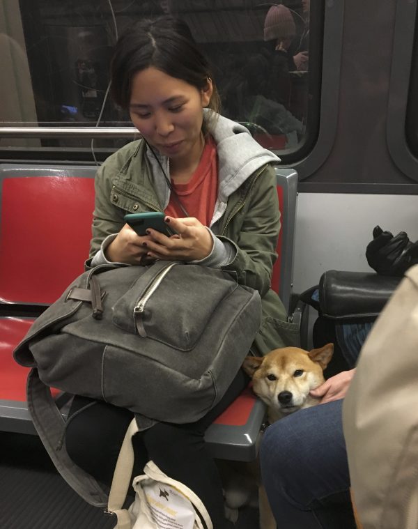 Shiba Inu Sandwiched Into A MUNI Train In San Francisco