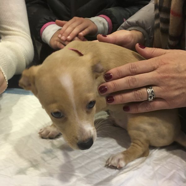 People Considering Adopting Cute Puppy At Macy's San Francisco
