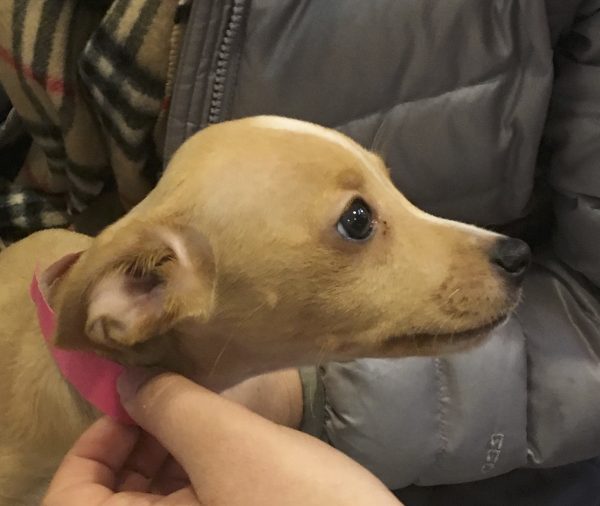 People Considering Adopting Cute Puppy At Macy's San Francisco