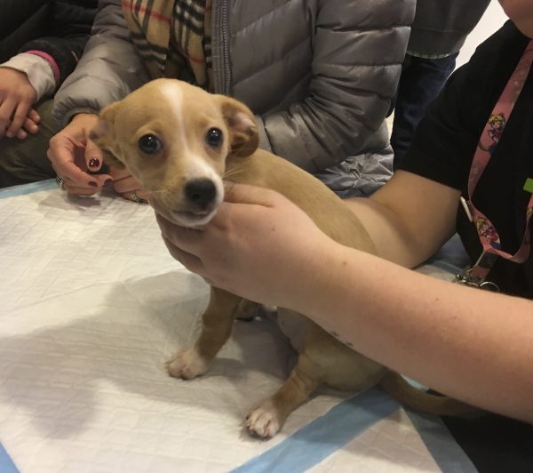 People Considering Adopting Cute Puppy At Macy's San Francisco