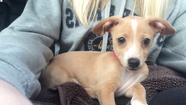 Cute Chihuahua Mix Puppy With Saggy Ears