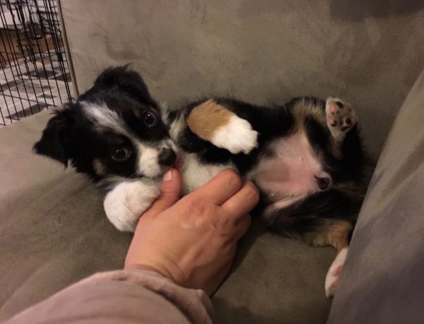 Ridiculously Adorable Australian Shepherd Puppy Getting Her Tummy Rubbed