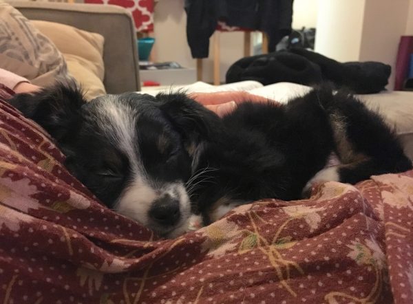 Ridiculously Adorable Australian Shepherd Puppy Napping