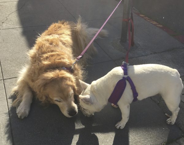 Golden Retriever And White French Bulldog Sniffing Noses