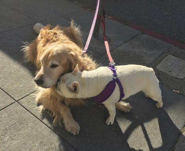 White French Bulldog Sticking His Nose Against The Neck Of A Golden Retriever