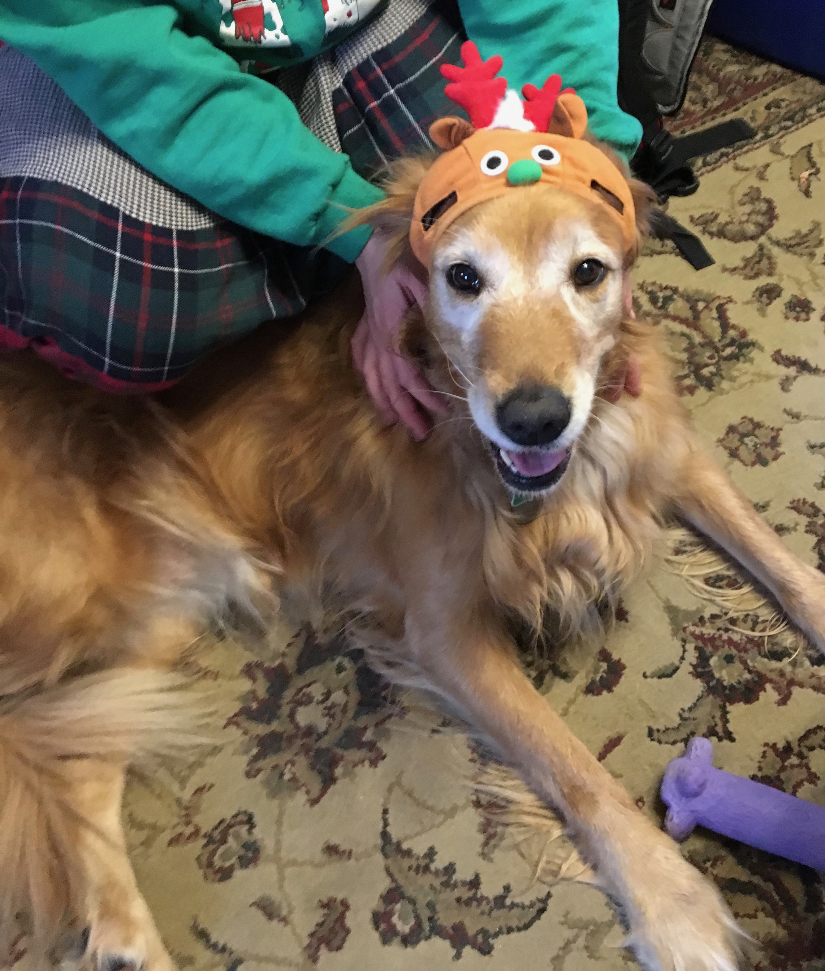 Golden Retriever Wearing Silly Christmas Hat