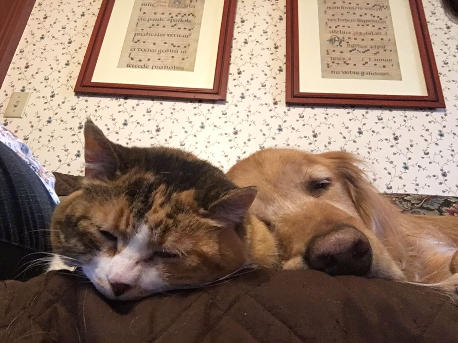 Golden Retriever And Cat Sleeping Next To One Another