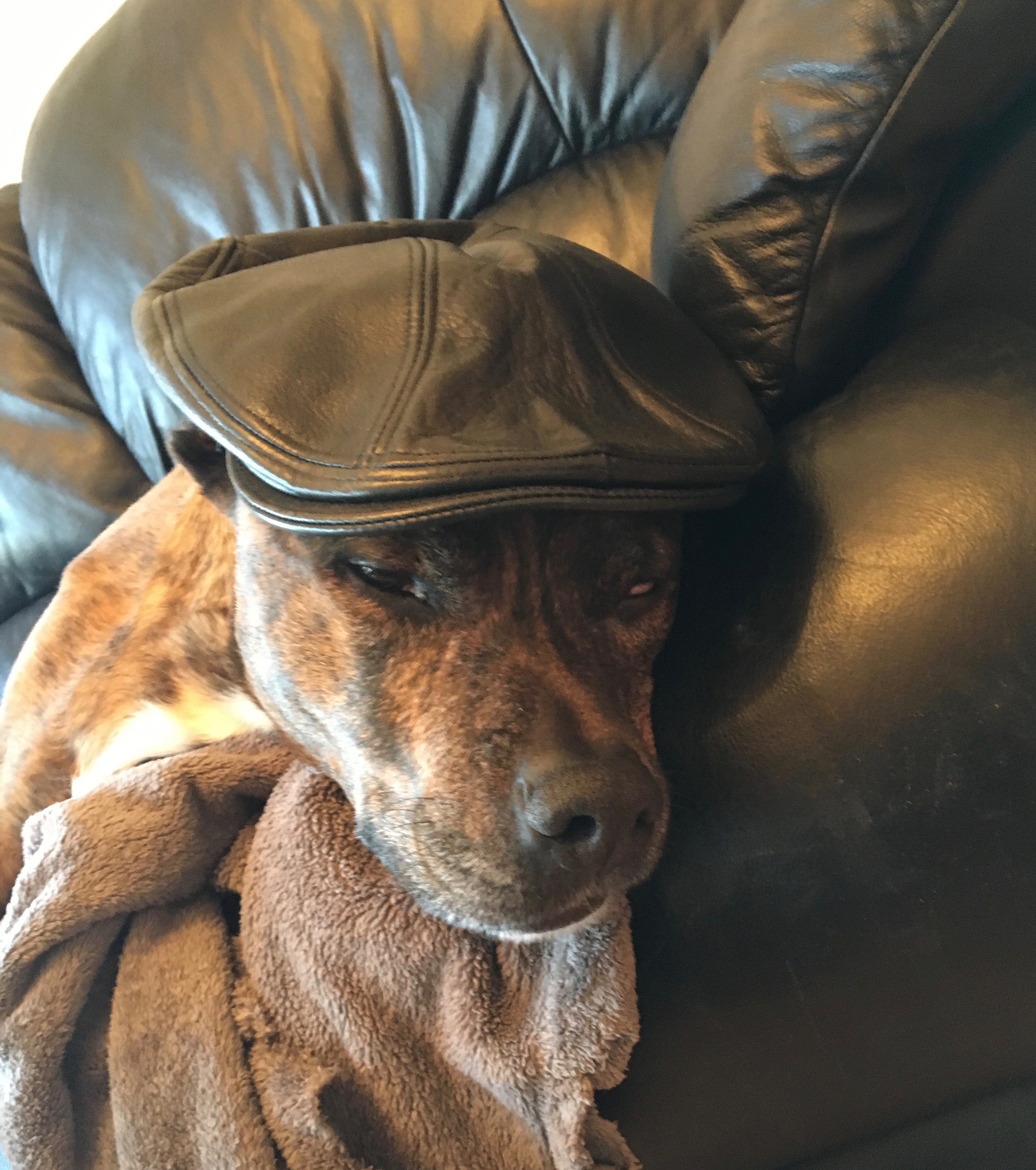 Brindled Dog Wearing A Black Leather Flat Cap