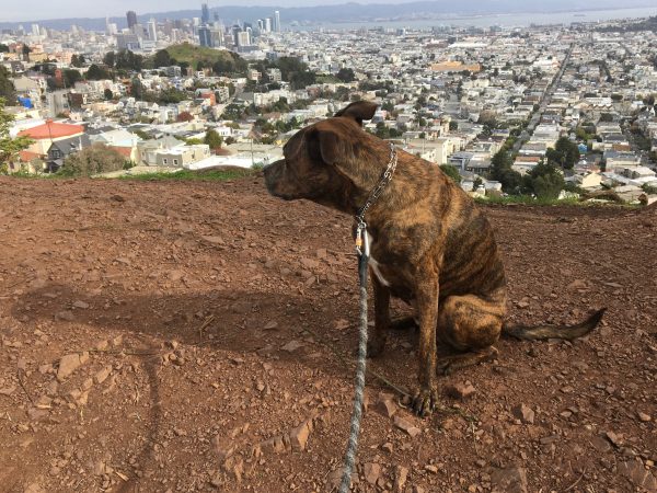 Brindled Hound Looking Out At Pretty View Of Downtown San Francisco