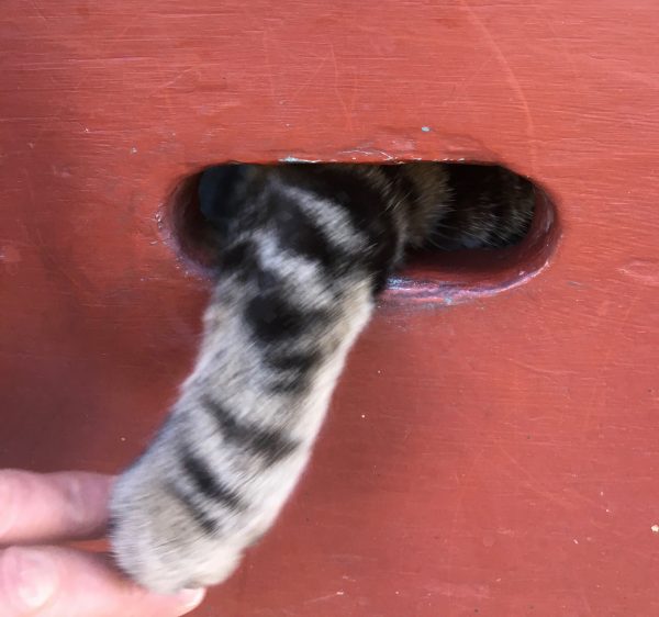 Cat Leg Reaching Through Mail Slot For Man's Hand