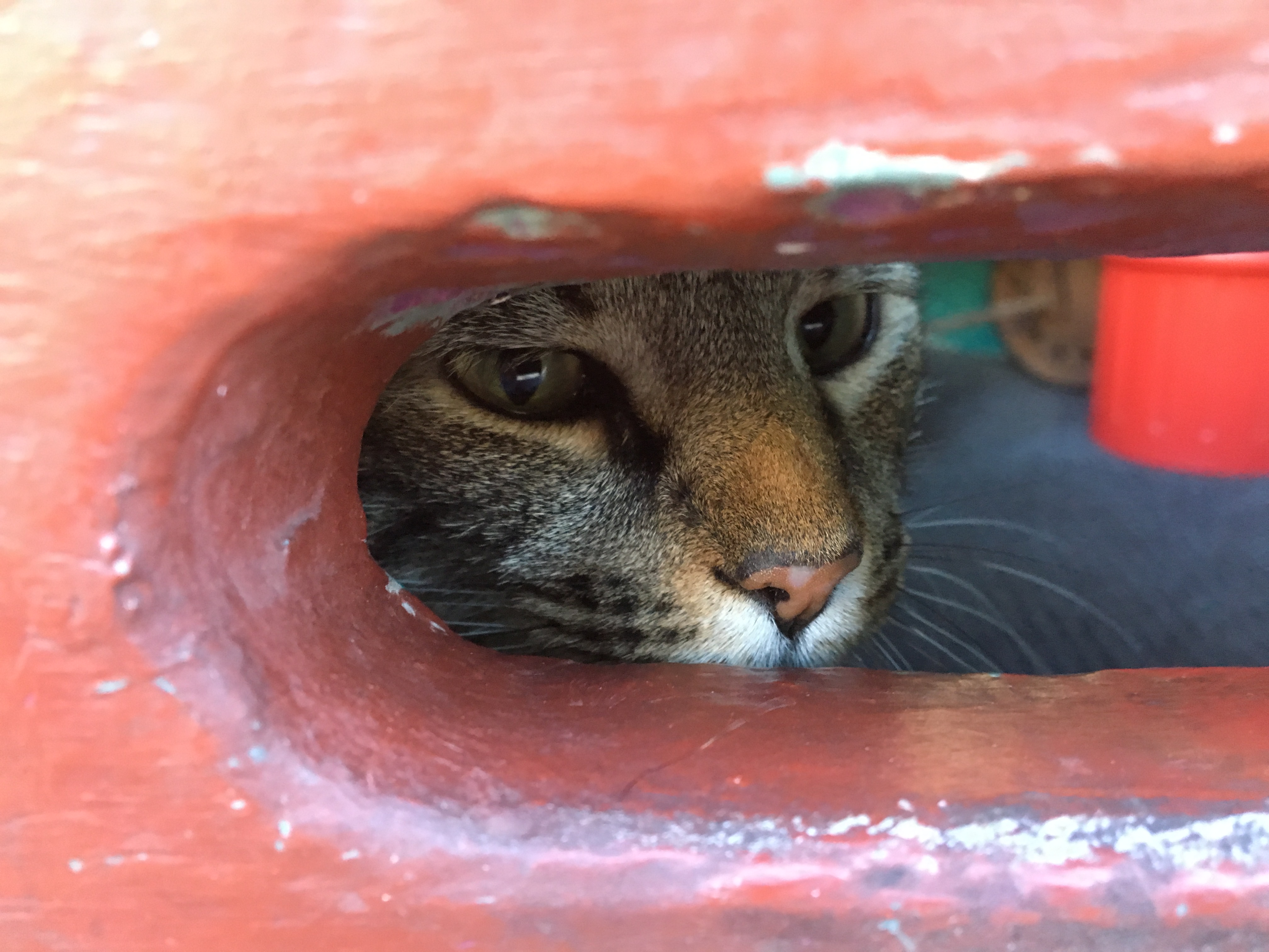 Cat Peering Through Mail Slot Of Door