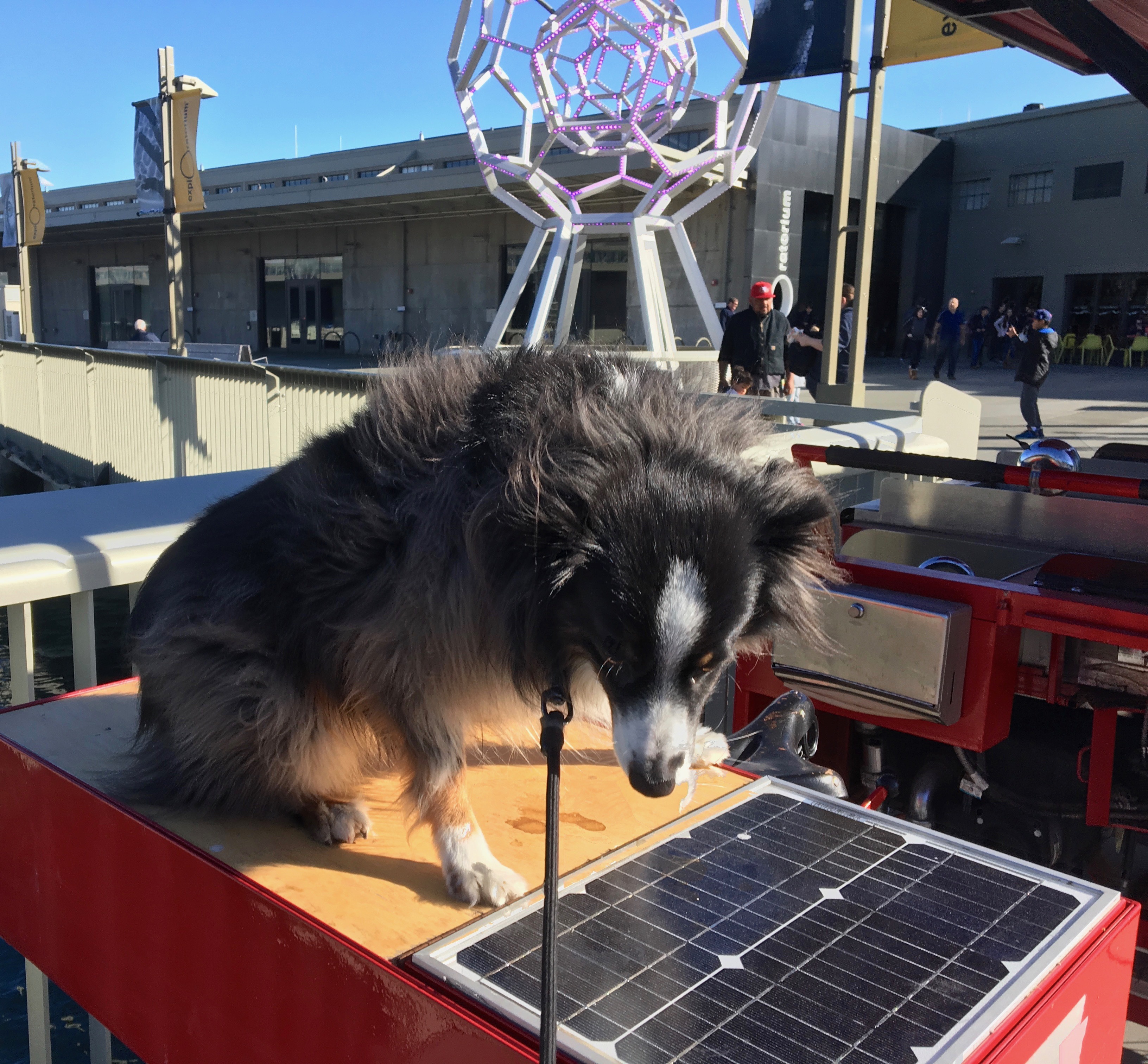 Miniature Australian Shepherd Staring In Perplexity At A Solar Panel