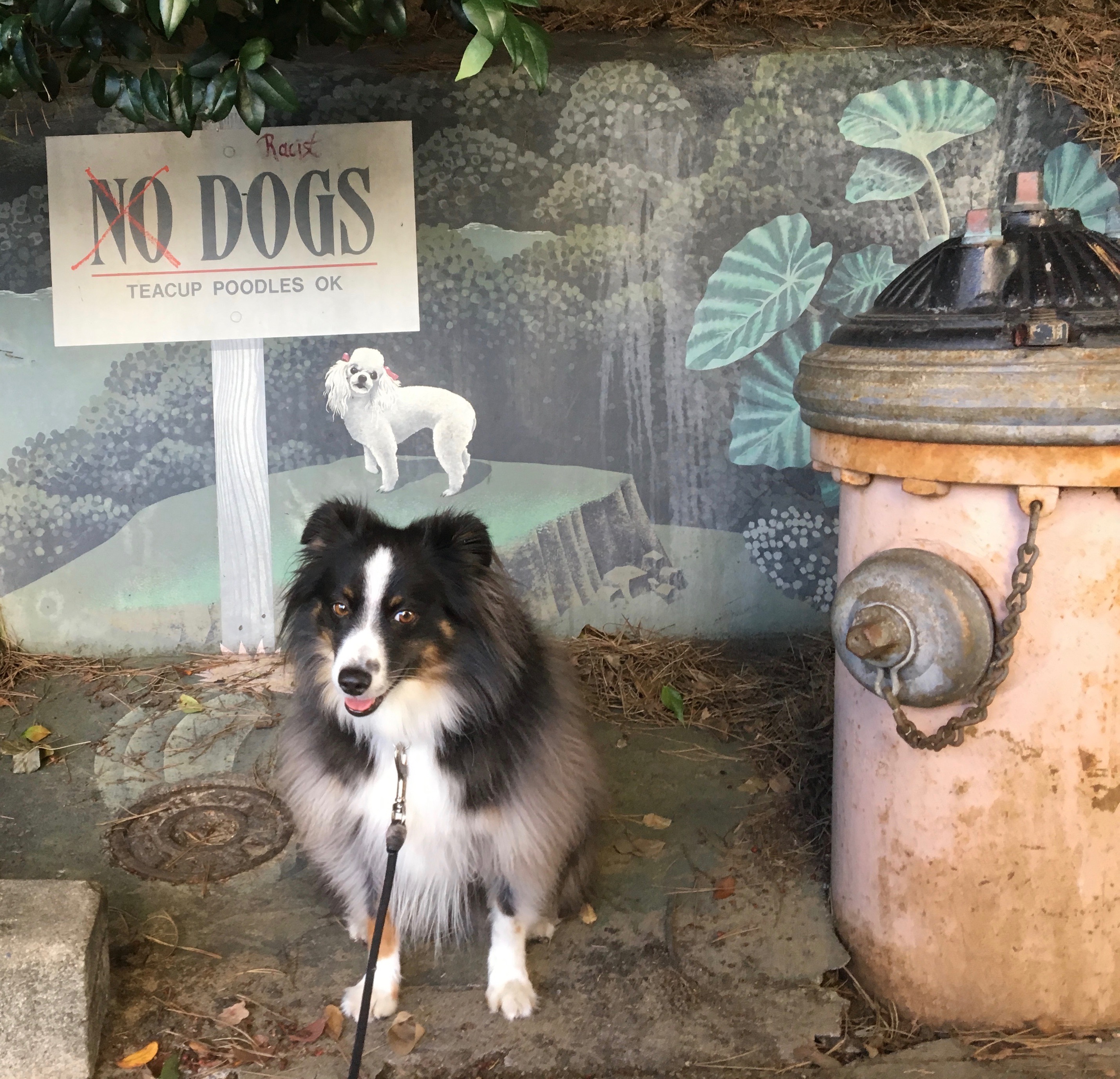 Miniature Australian Shepherd Next To Fire Hydrant And No Dogs Teacup Poodles Okay Sign Mural