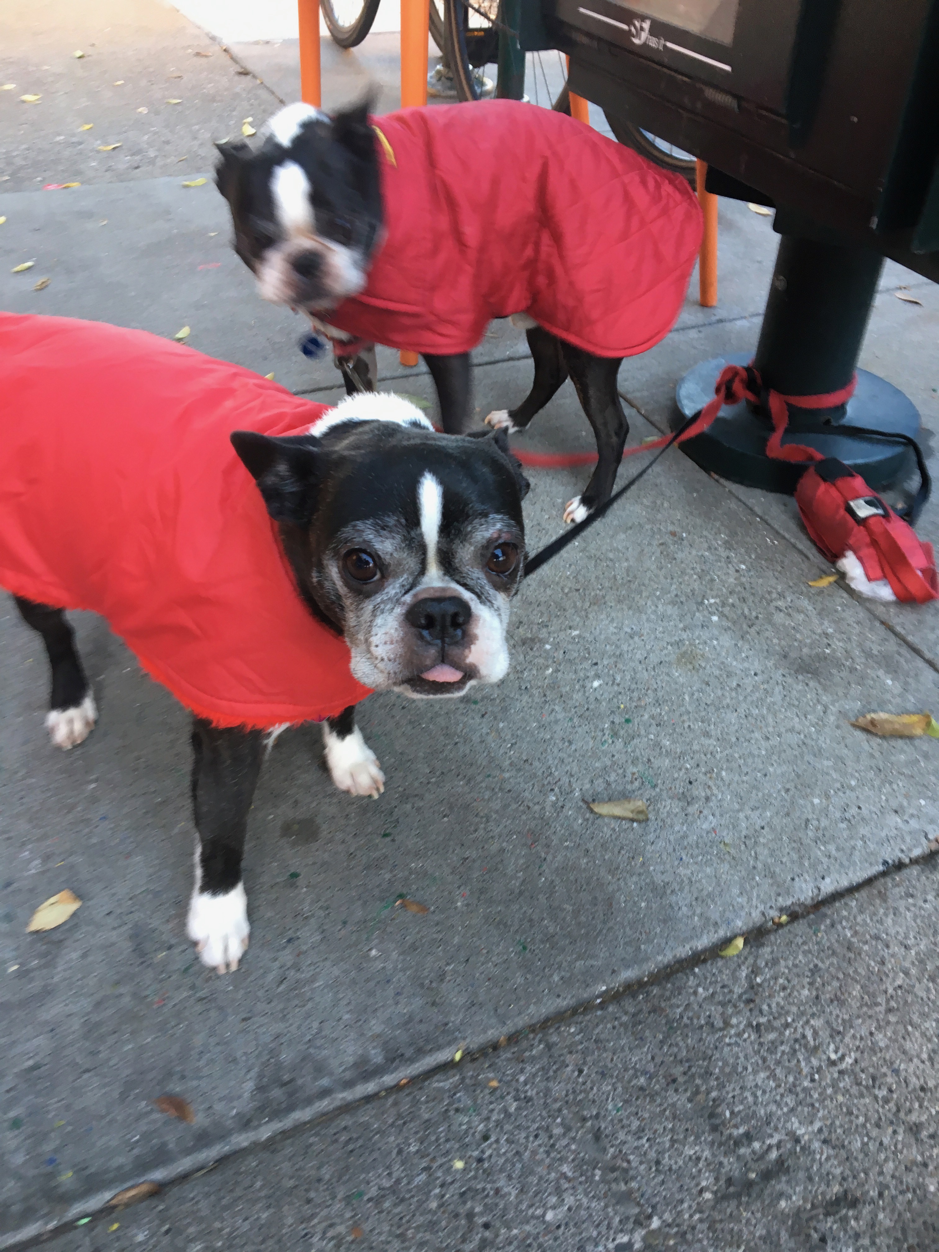 Two Black And White Boston Terriers Wearing Red Jackets