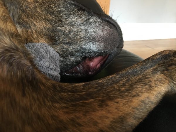 Upside Down Dog With Sagging Lip