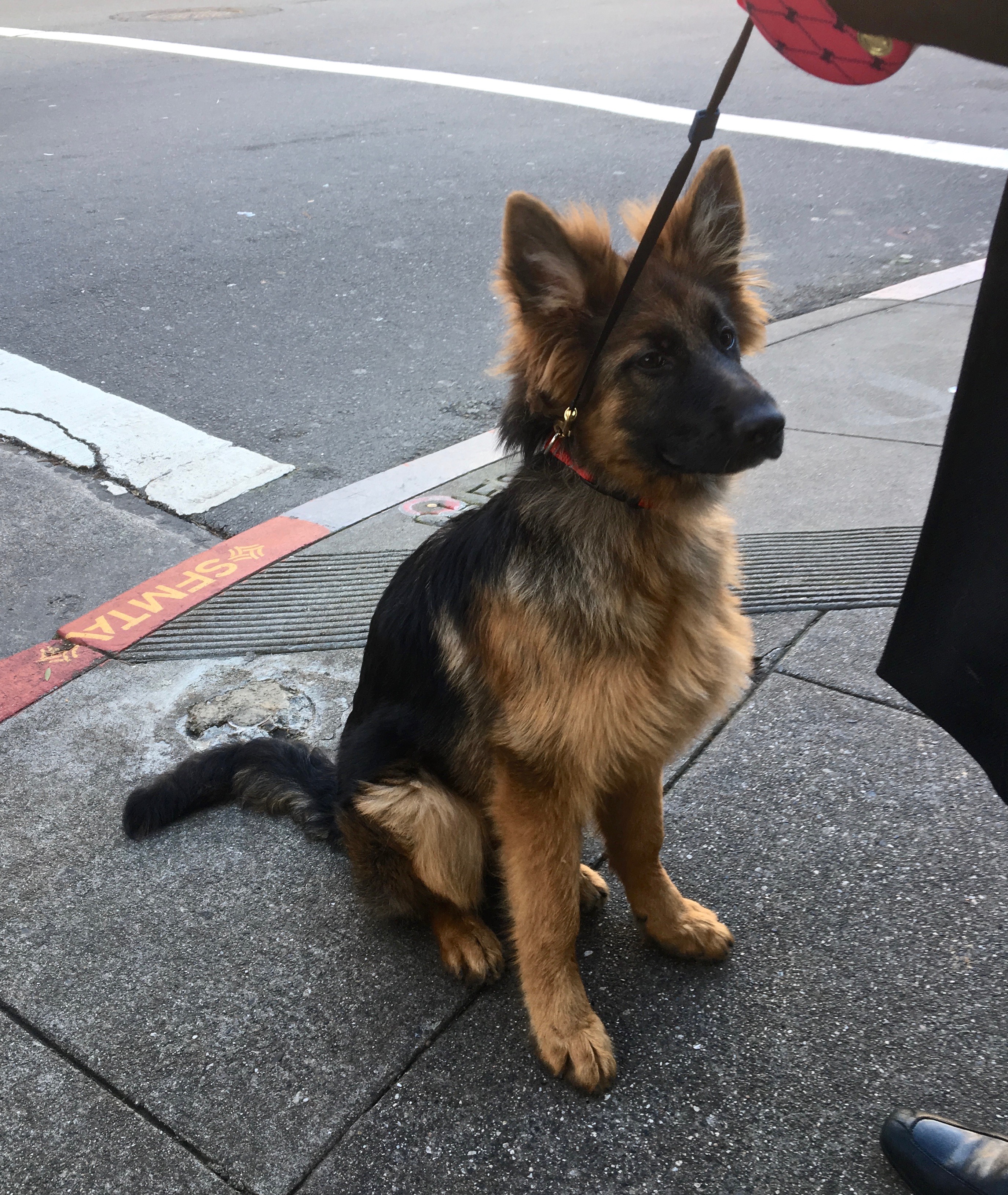 Four Month Old German Shepherd Puppy With Amazingly Fluffy Ears