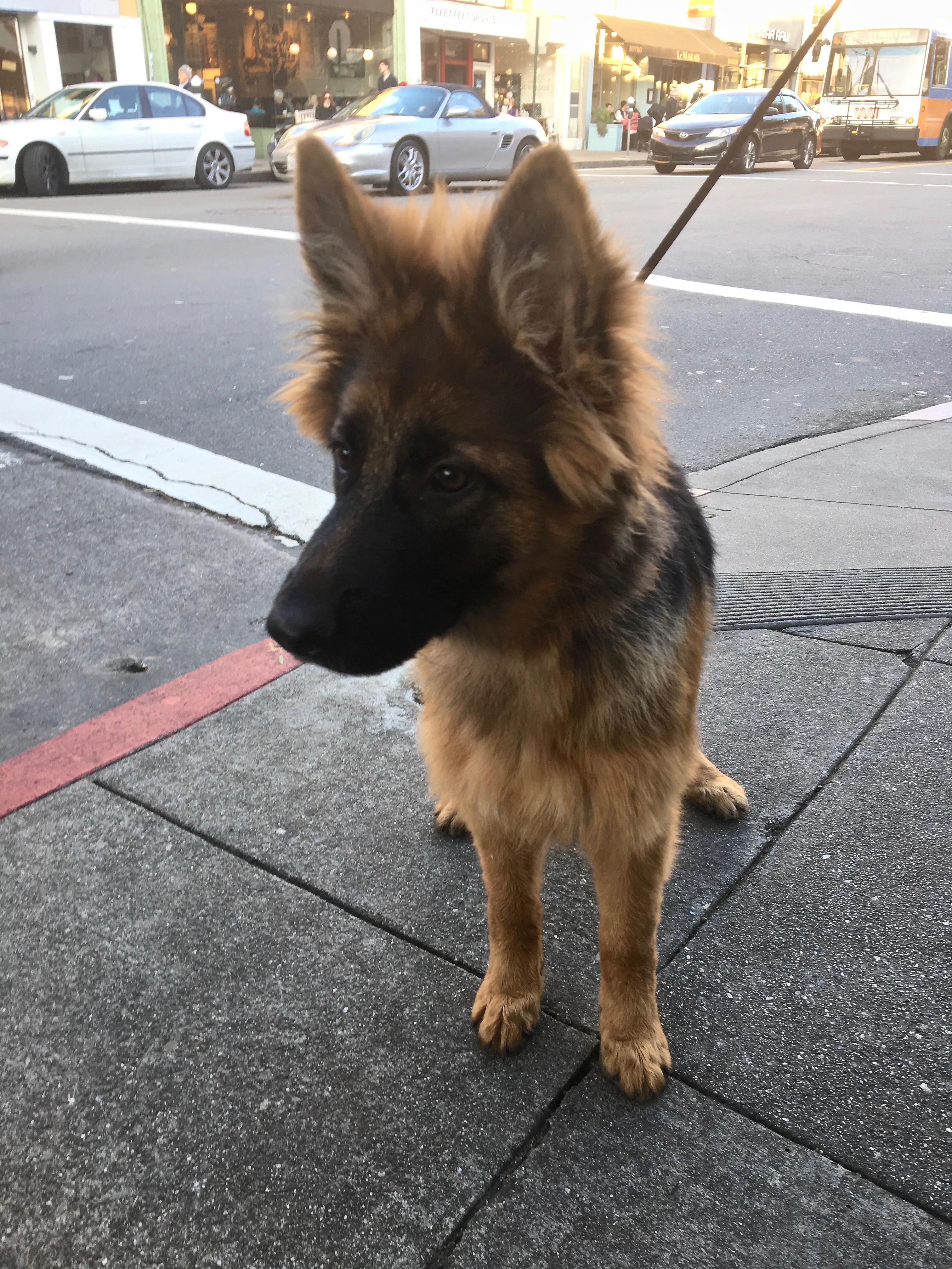 Four Month Old German Shepherd Puppy With Amazingly Fluffy Ears