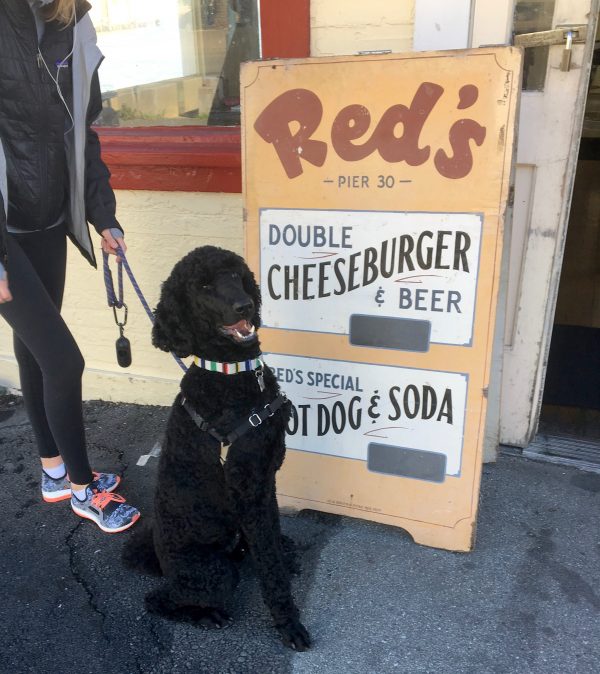 Black Standard Poodle Sitting In Front Of Hot Dog And Cheeseburger Sign