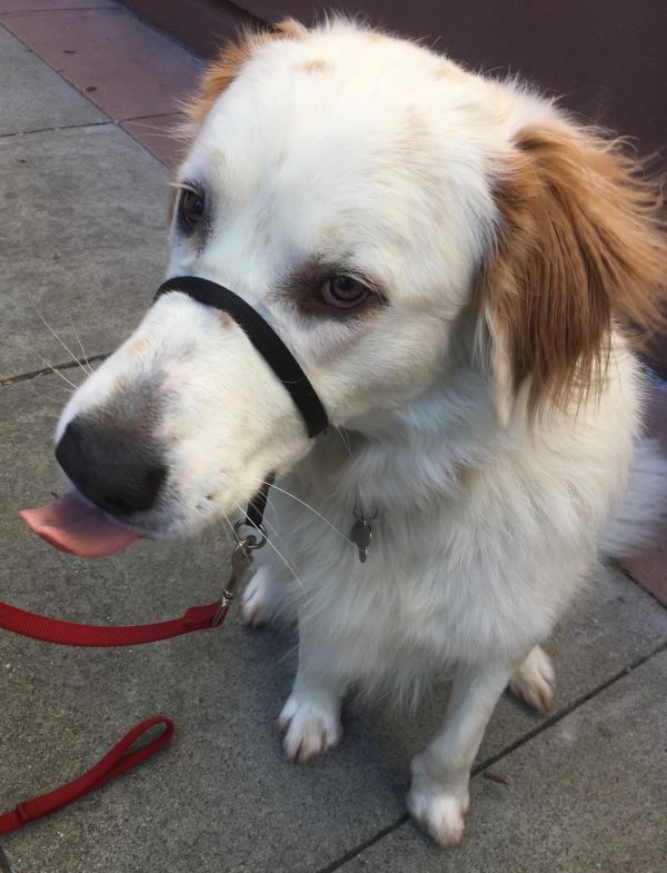Great Pyrenees Mix Sticking Out His Tongue