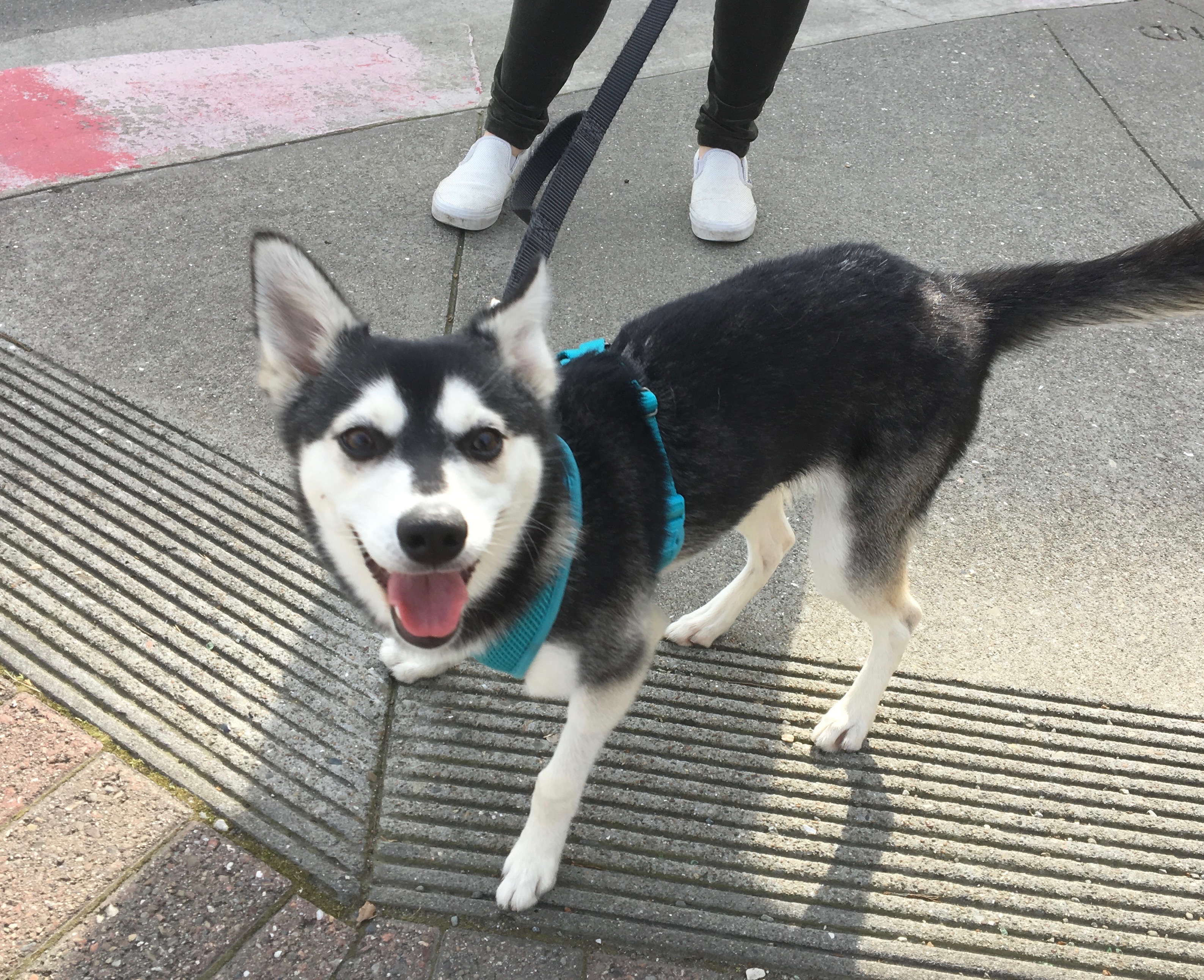 Grinning Delighted Klee Kai Puppy