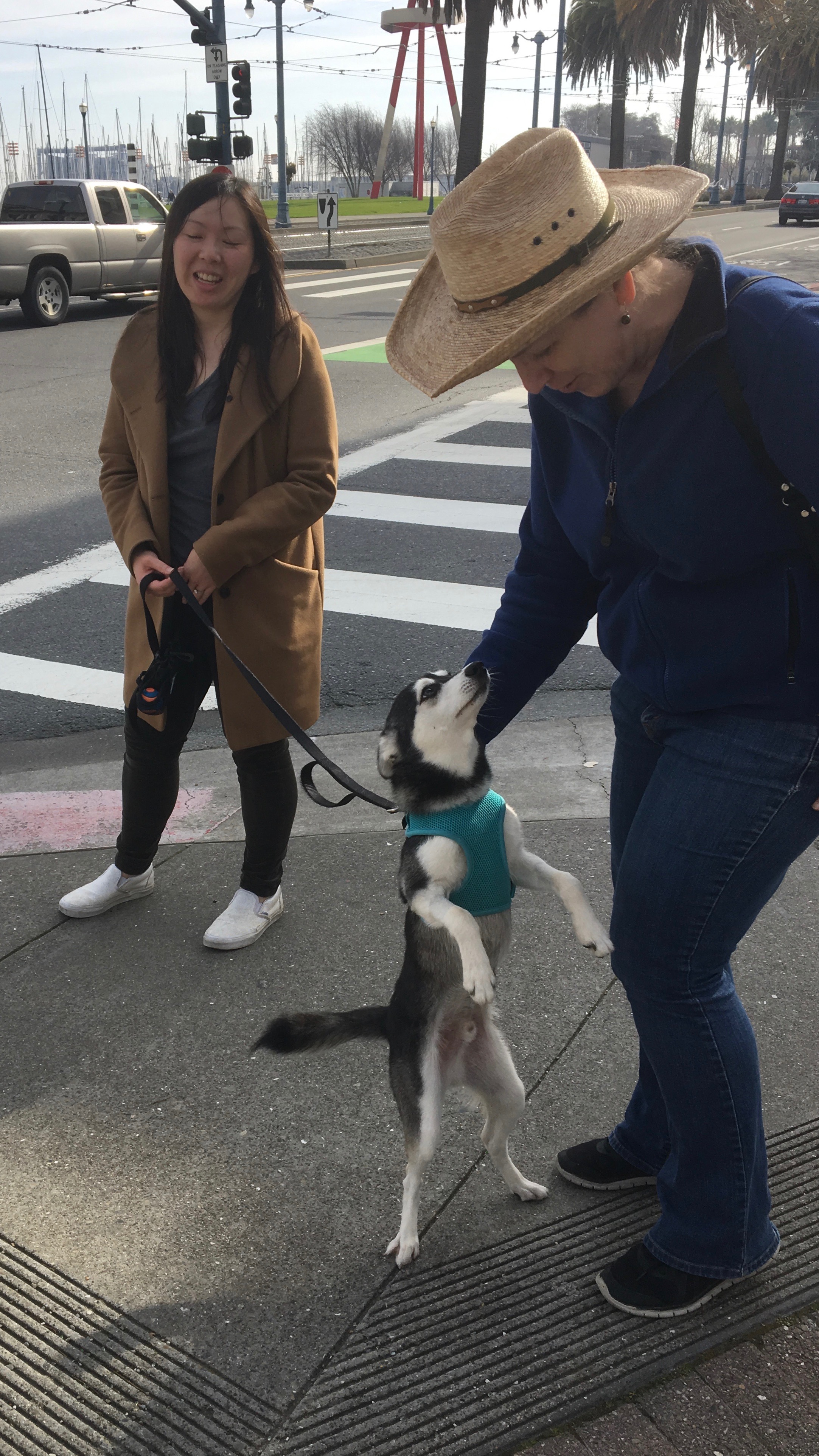 Woman Petting Klee Kai Puppy Who Is Standing On His Hind Legs