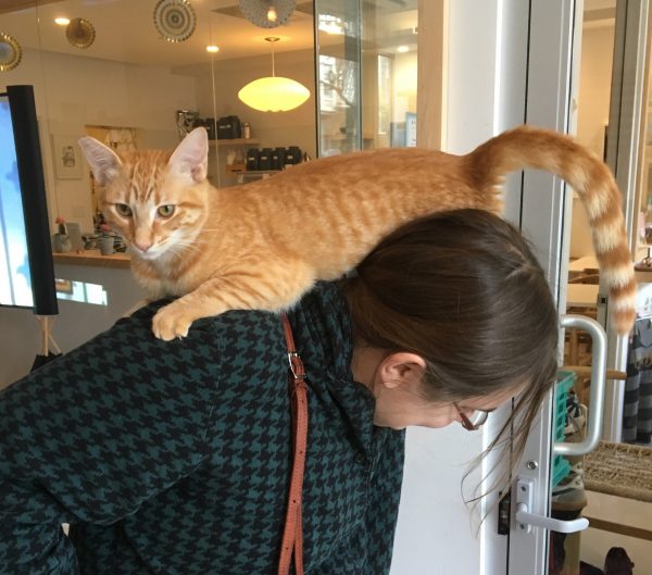 Marmalade Tiger Tabby Mounted On A Woman