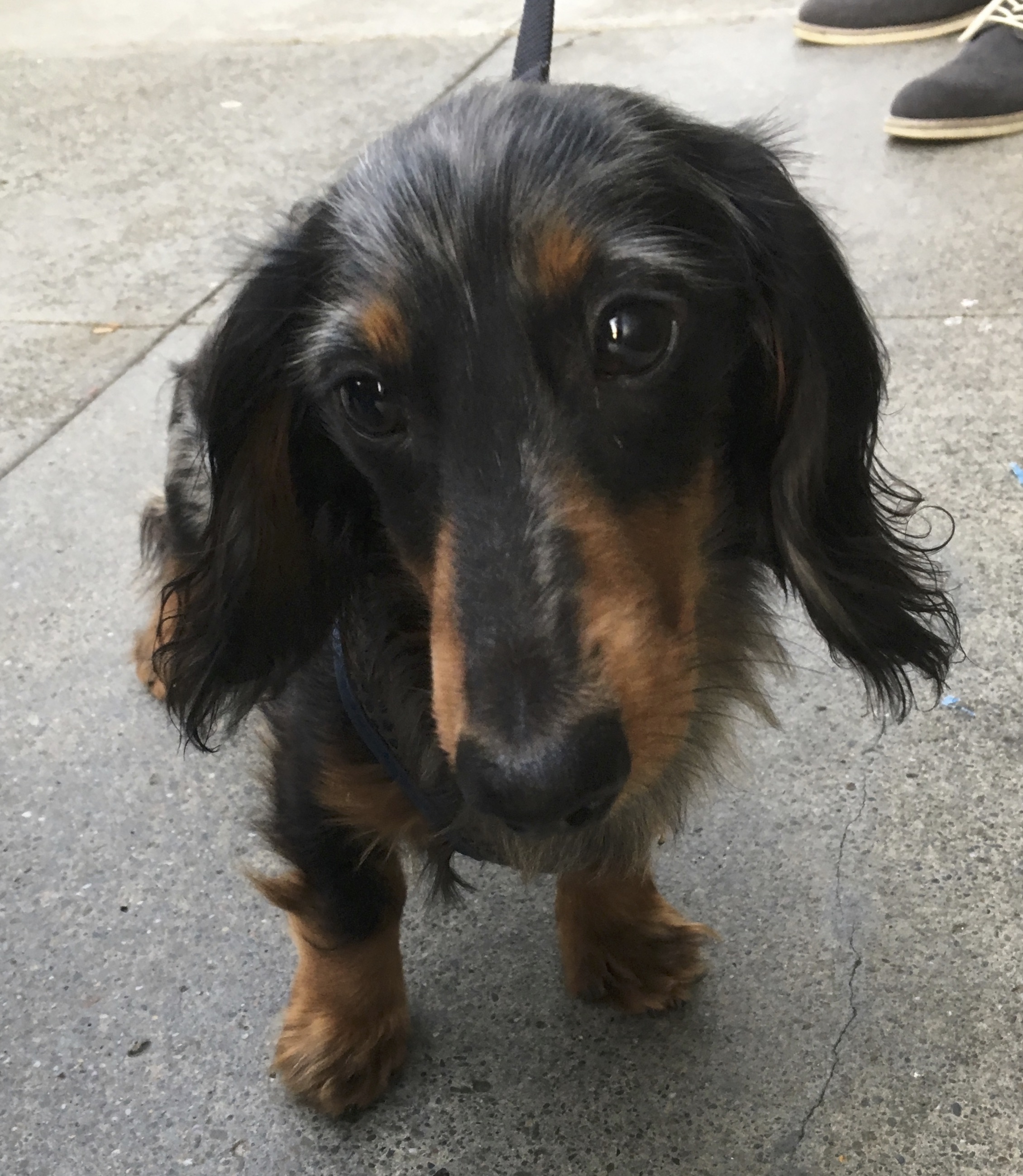 Long-Haired Black And Tan Dachshund With Blue Dappling
