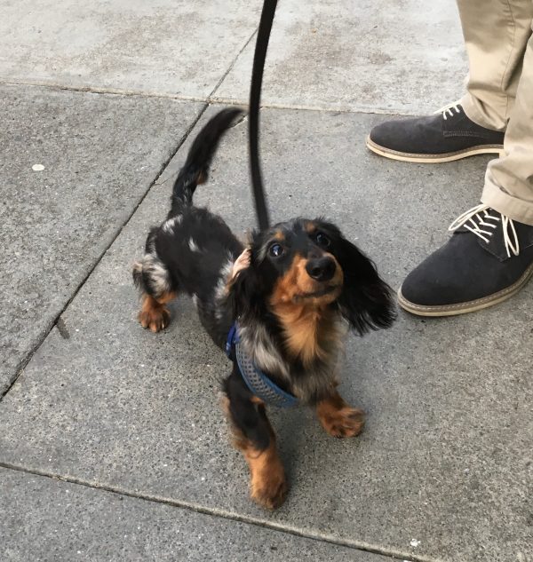 Long-Haired Black And Tan Dachshund With Blue Dappling And One Flopped-Back Ear