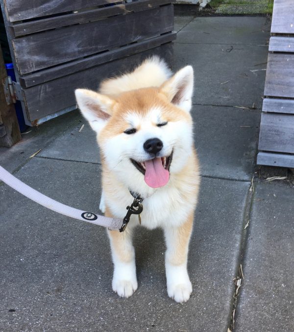 Adorable Tan And White Japanese Akita Inu Puppy