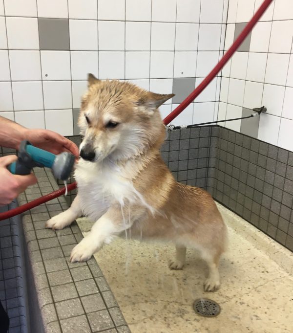 Red Pembroke Welsh Corgi In Bathtub Being Sprayed With A Hose