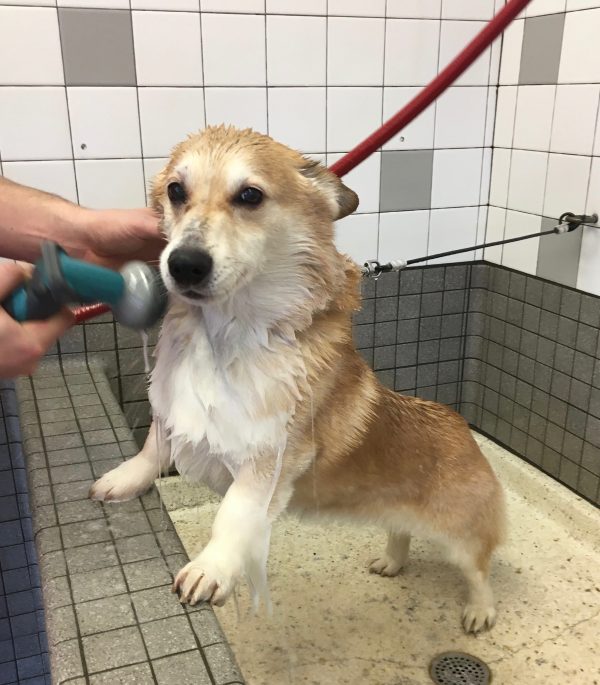 Red Pembroke Welsh Corgi In Bathtub Being Sprayed With A Hose