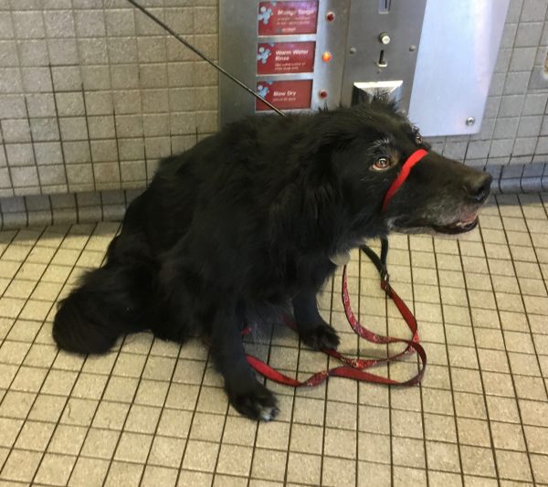 Black Border Collie Mix Not Looking Forward To His Bath At All