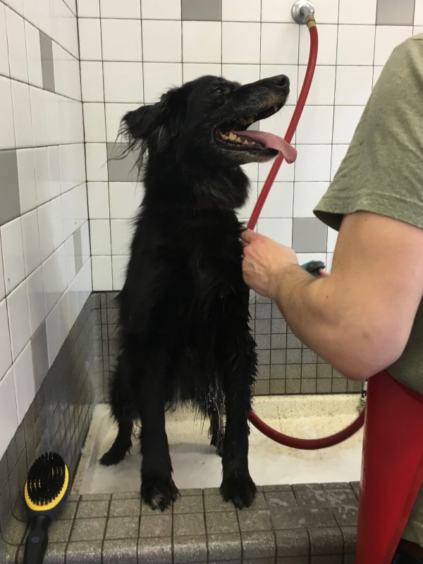 Black Border Collie Mix In A Bathtub Being Sprayed By A Hose And Not Liking It Even A Tiny Bit