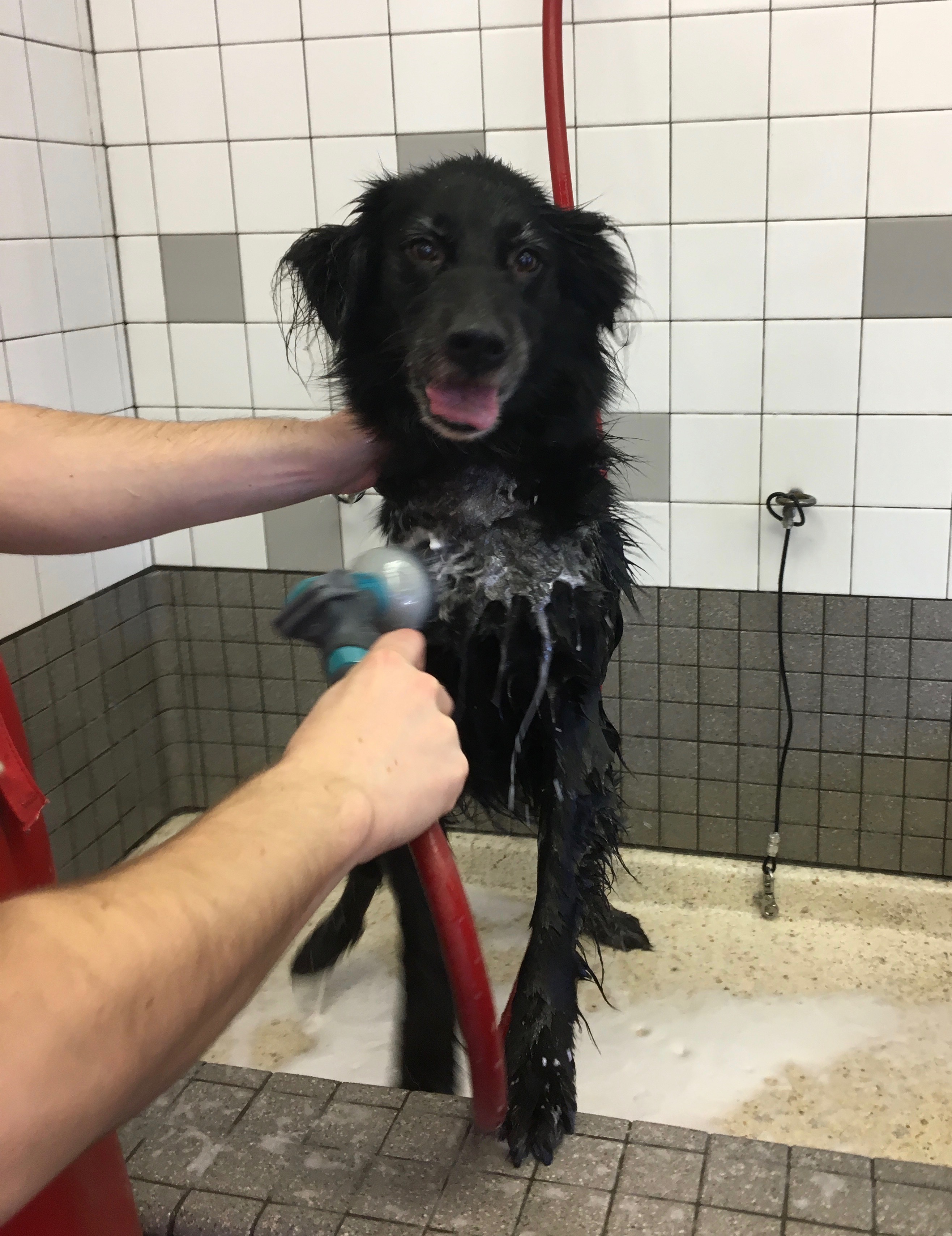 Black Border Collie Mix In A Bathtub Being Sprayed By A Hose And Not Liking It Even A Tiny Bit