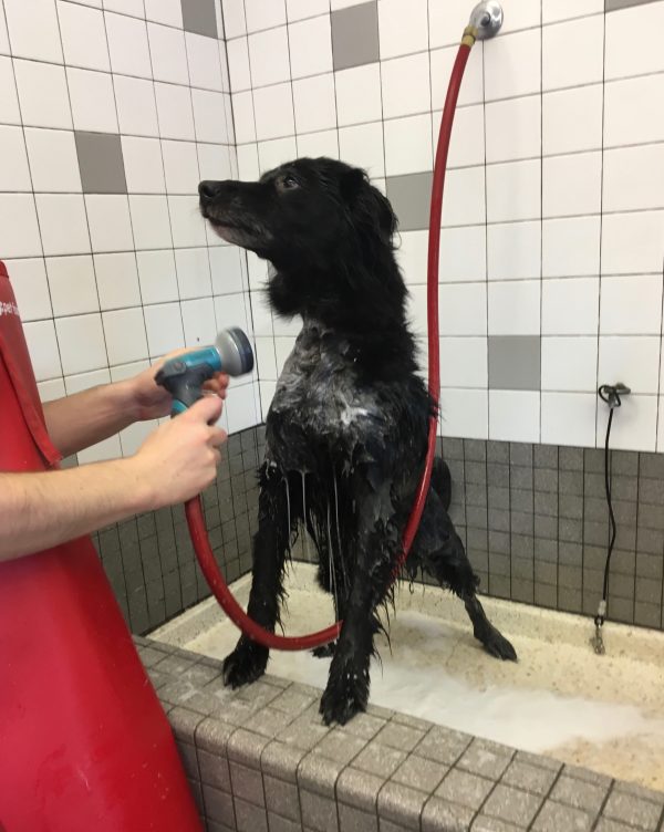Black Border Collie Mix In A Bathtub Being Sprayed By A Hose And Not Liking It Even A Tiny Bit, Oh No He Is Not