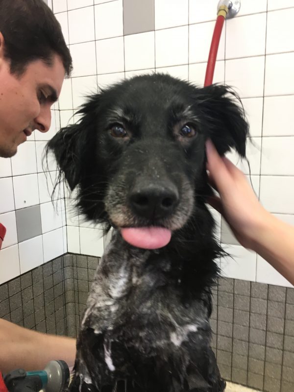 Black Border Collie Mix In A Bathtub Being Sprayed By A Hose And Sticking His Tongue Out At The Photographer