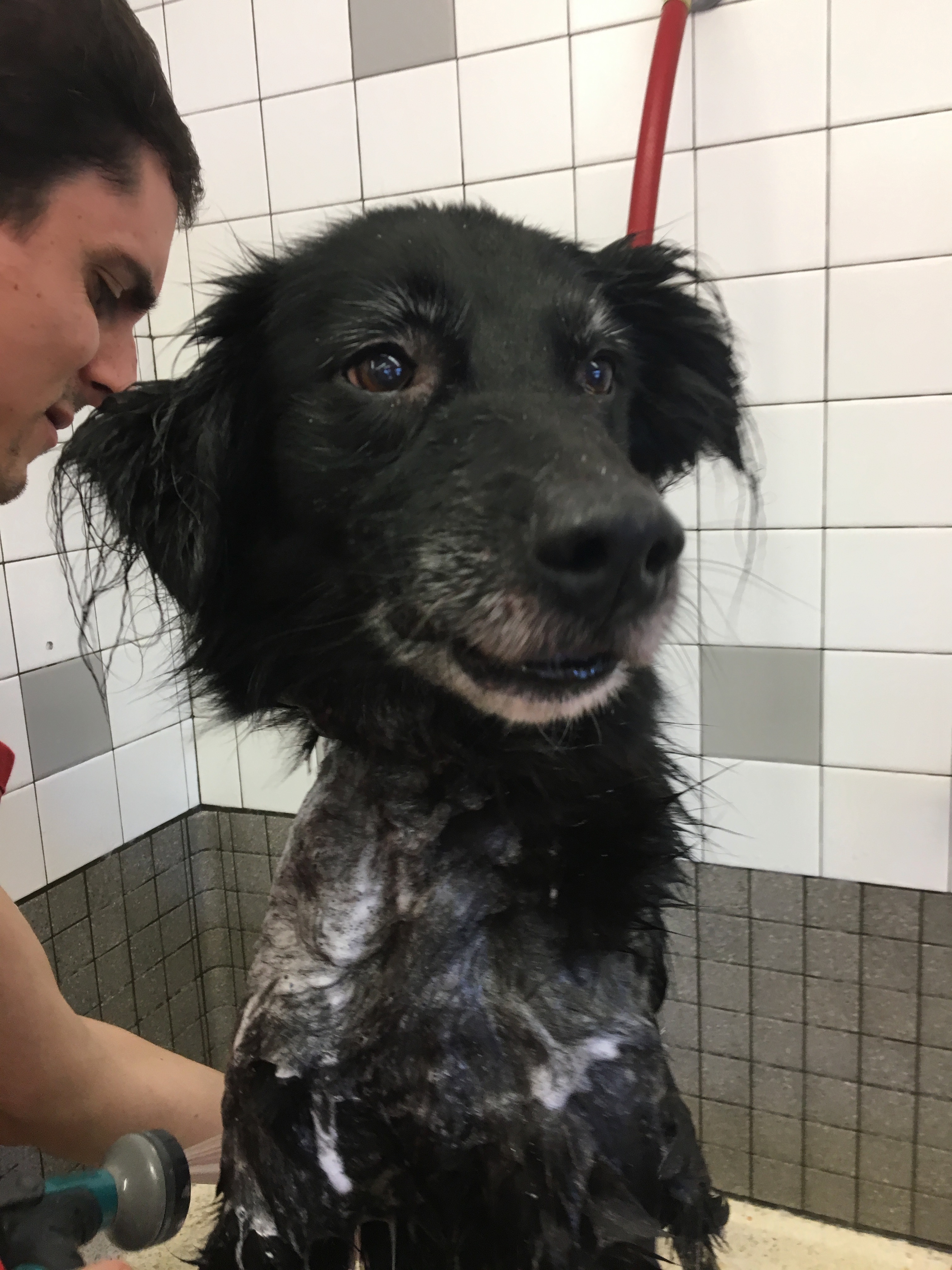 Black Border Collie Mix In A Bathtub Being Sprayed By A Hose And Looking Like The Least Gruntled Thing In The Entire World