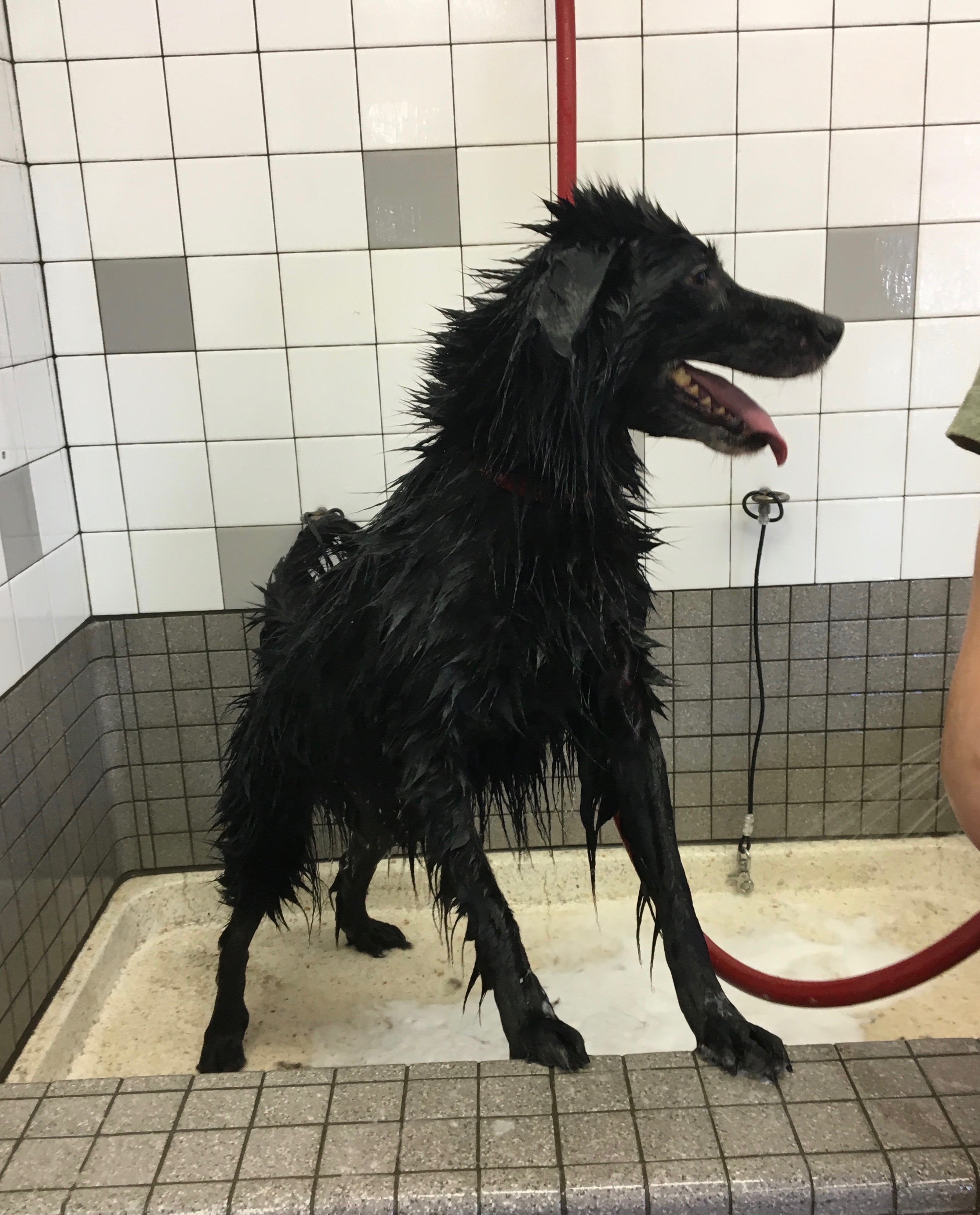 Extremely Wet Black Border Collie Mix In A Bathtub