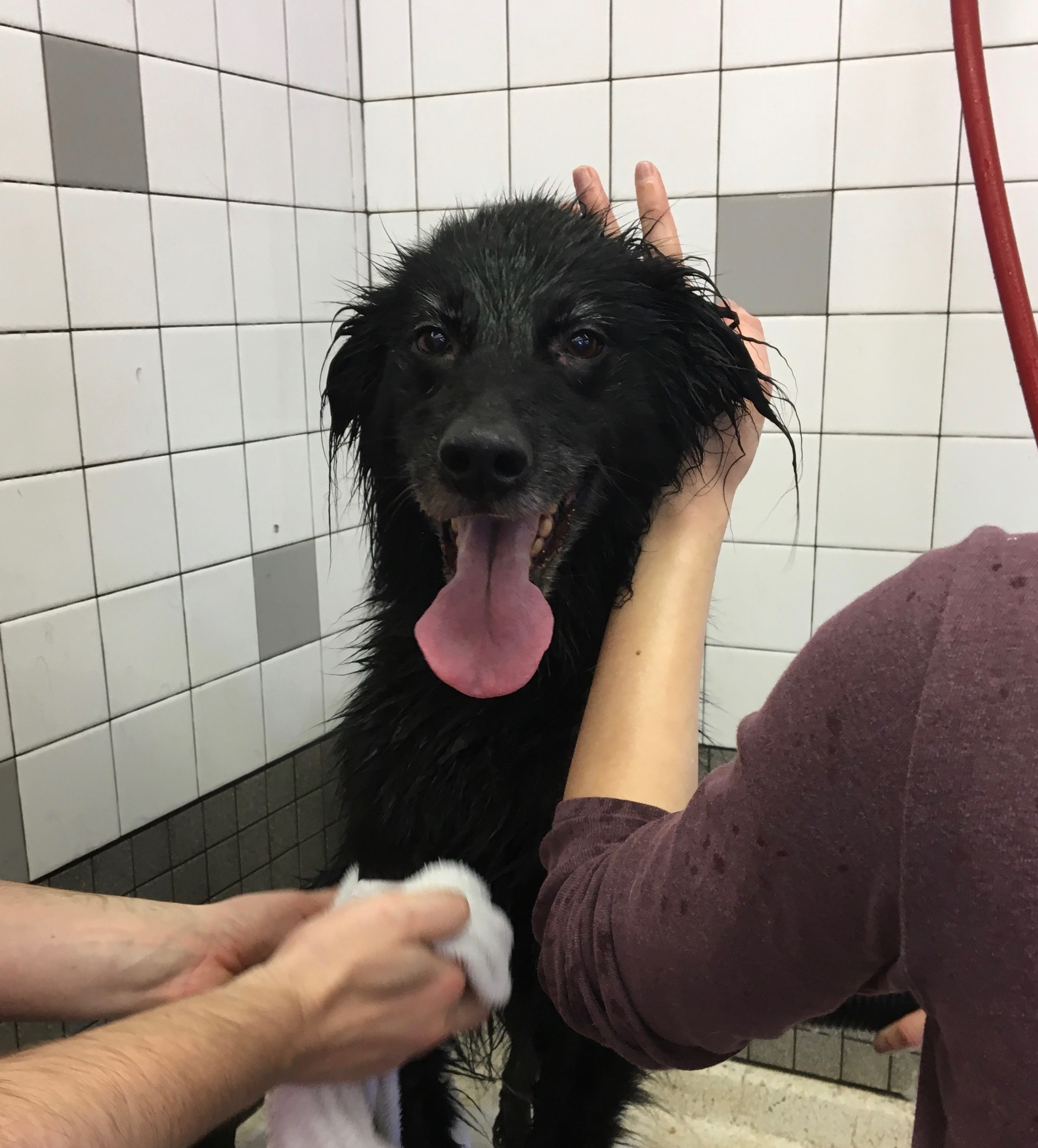 Black Border Collie Mix Being Dried Off In A Bathtub