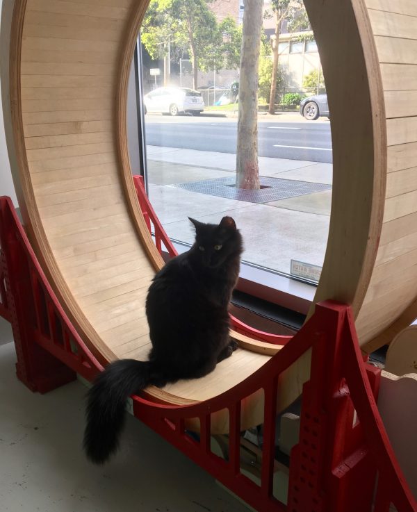 Cat Near A Window