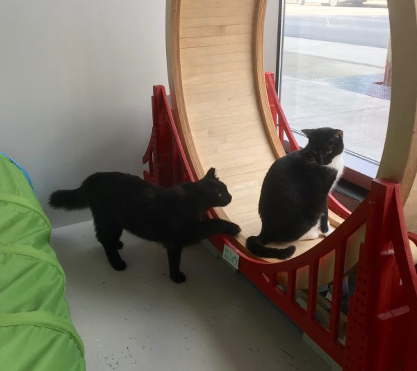 Two Cats Near A Window